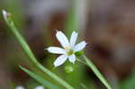 White blue-eyed grass